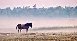 Appaloosa In Sunrise Ground Fog_P1180685-6